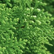 Саджанець Туя західна Brabant в контейнері