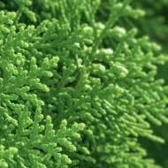 Саджанець Туя західна Brabant в контейнері