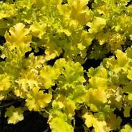 Саджанець Гейхера Lime Marmalade в контейнері