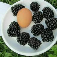 Саженец Ежевика Киова в контейнере