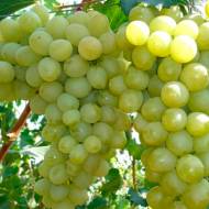 Саженец Виноград Антоний Великий в контейнере