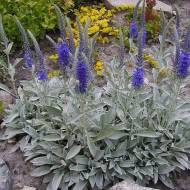 Саженец вероники сизой в контейнере