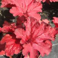 Саженец гейхеры Forever Red в контейнере