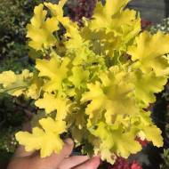 Саженец гейхеры Lime Marmalade в контейнере