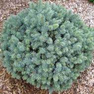 Саженец ели сизой Нана в контейнере