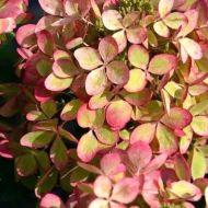 Саженец гортензии метельчатой ​​Pastel Gren в контейнере