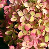 Саженец гортензии метельчатой ​​Pastel Gren в контейнере