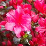 Саженец азалии Maruschka в контейнере