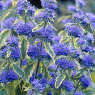 Саджанець Каріоптеріс White Surprise в контейнері