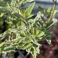 Саженец кариоптериса White Surprise в контейнере