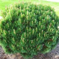 Саджанець Сосна гірська Mughus в контейнері