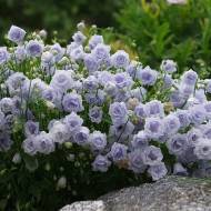 Саджанець Кампанула Елізабет Олівер в контейнері