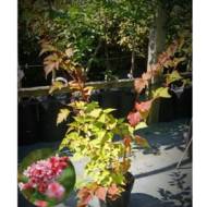 Саженец нейлии Affinis в контейнере