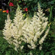 Саженец астильбы Brautschleier в контейнере