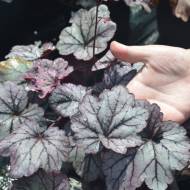 Саженец гейхеры Sugar Plum в контейнере