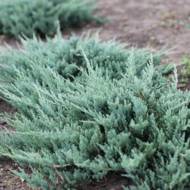 Саженец можжевельника горизонтального Blue Сhip в контейнере