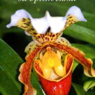 Секрети догляду за орхідеями (рос.мовою).