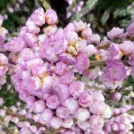 Саджанець Верес Elsie Purnell в контейнері