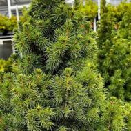 Саджанець Ялина Conica в контейнері