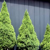 Саджанець Ялина Conica в контейнері