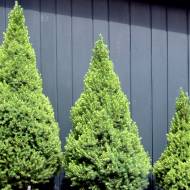 Саджанець Ялина Conica в контейнері