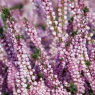 Саженец вереска Elsie Purnell в контейнере