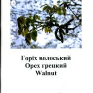 Горіх волоський (рос.мовою)
