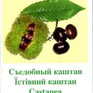 Їстівний каштан (рос.мовою)