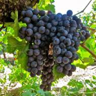 Саджанець Виноград Страшенський