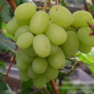 Саженец Виноград Богатяновский