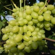 Саженец Виноград Дария