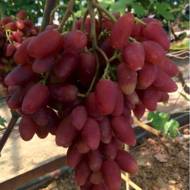 Саженец Виноград (корнесобственный) Дубовский розовый