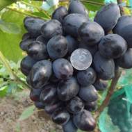 Саджанець Виноград Краса Балок