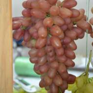 Саженец Виноград София