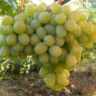 Саженец Виноград Хип Хоп
