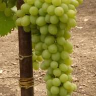 Саженец Виноград Елизавета