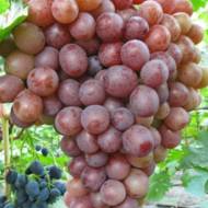 Саджанець Виноград Сереневий туман