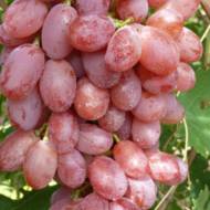 Саженец Виноград Лада Т