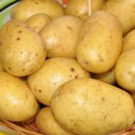 Насіннєва картопля Румба