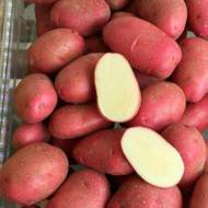 Насіннєва картопля Рікарда