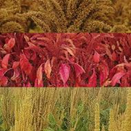 Комплект з 3-х різних сортів амаранта