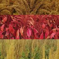 Комплект з 3-х різних сортів амаранта