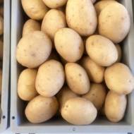 Насіннєва картопля Лаперла