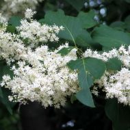 Бузок Форі за 10 нас.