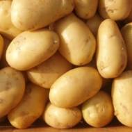 Насіннєва картопля Бельмонда