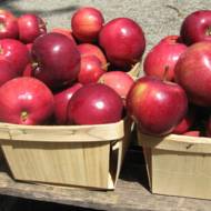 Саженец Яблоня Вильямс Прайд