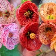 Абітулон (суміш) за 0,1 г