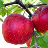 Саджанець Яблуня Горець (Джонагоред)