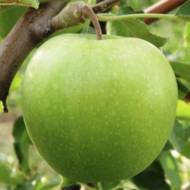 Саженец Яблоня Гренни Смит (зимний сорт)