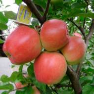 Саженец Яблоня Эдера